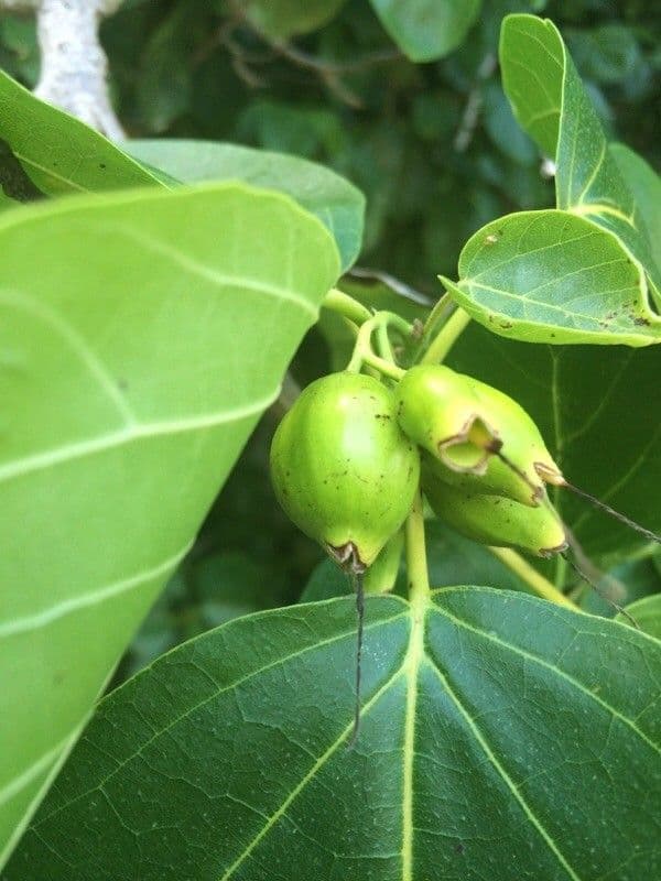 Cordia subcordata 4