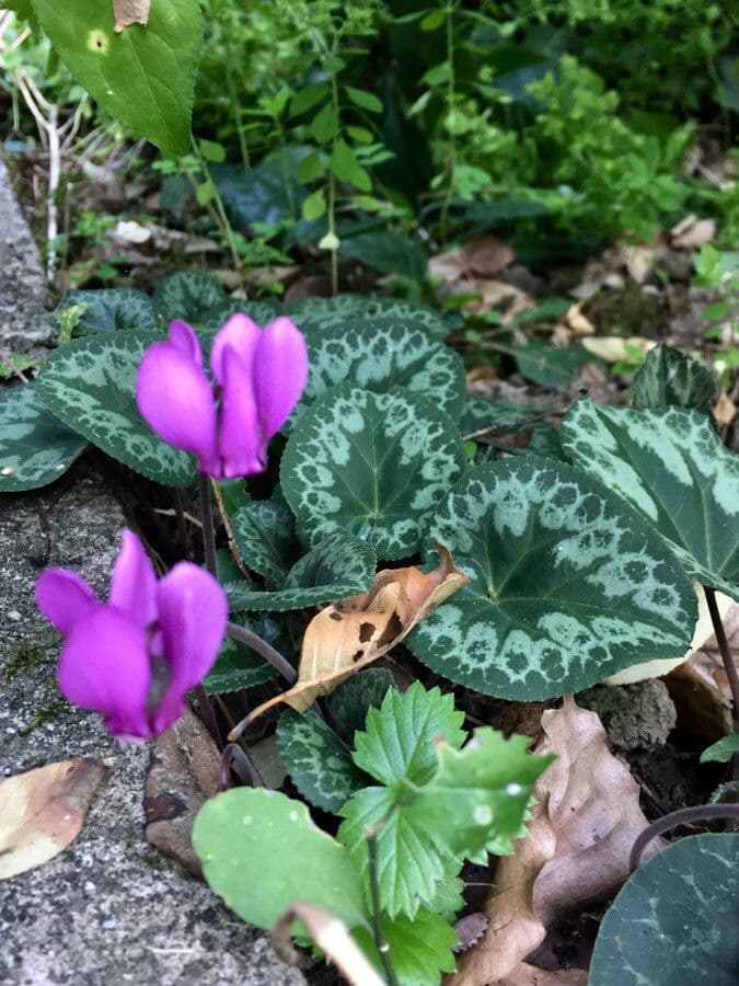 Cyclamen 7