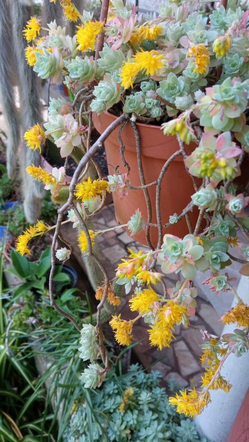 Borracina spatolata 17