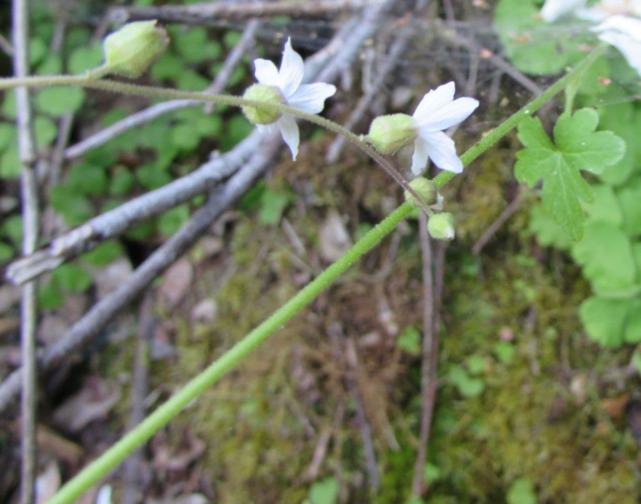 Lithophragma 8