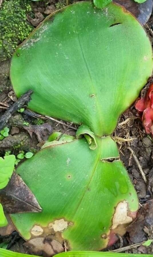 Costus 4