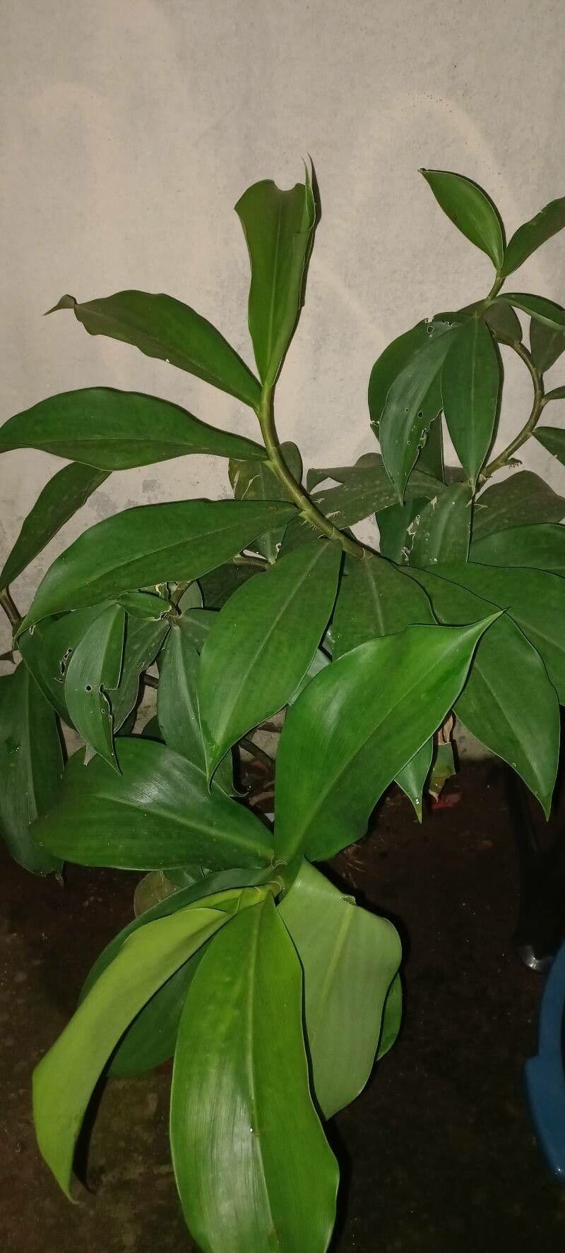 Costus spiralé 18