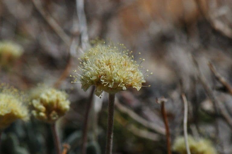 Eriogonum