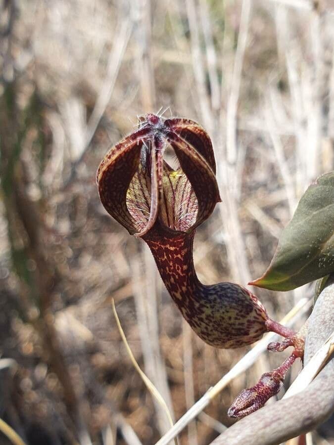 Ceropegia 5