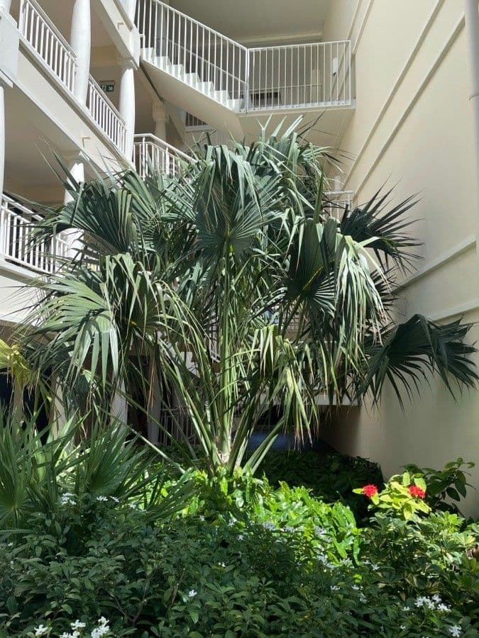 Palm competitive 5