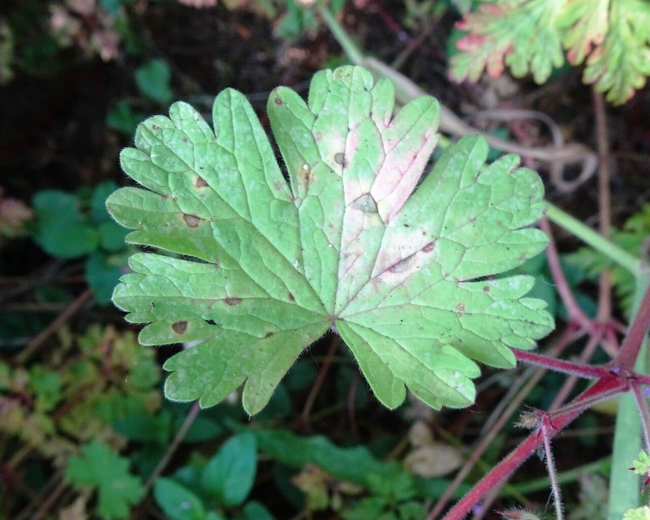 Géranium à feuilles rondes 20