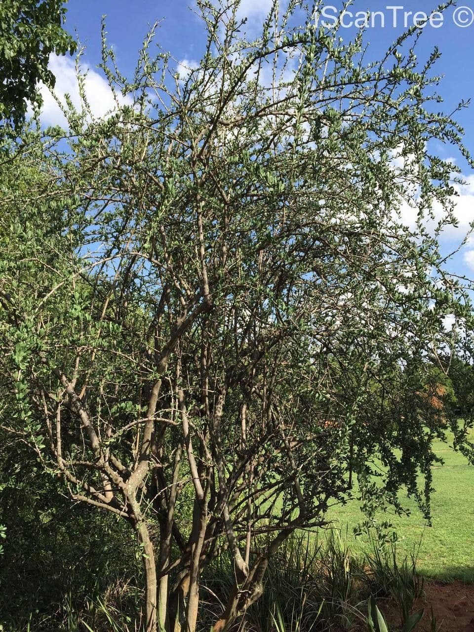 Ehretia rigida 8