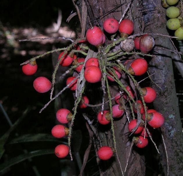 Bactris 3