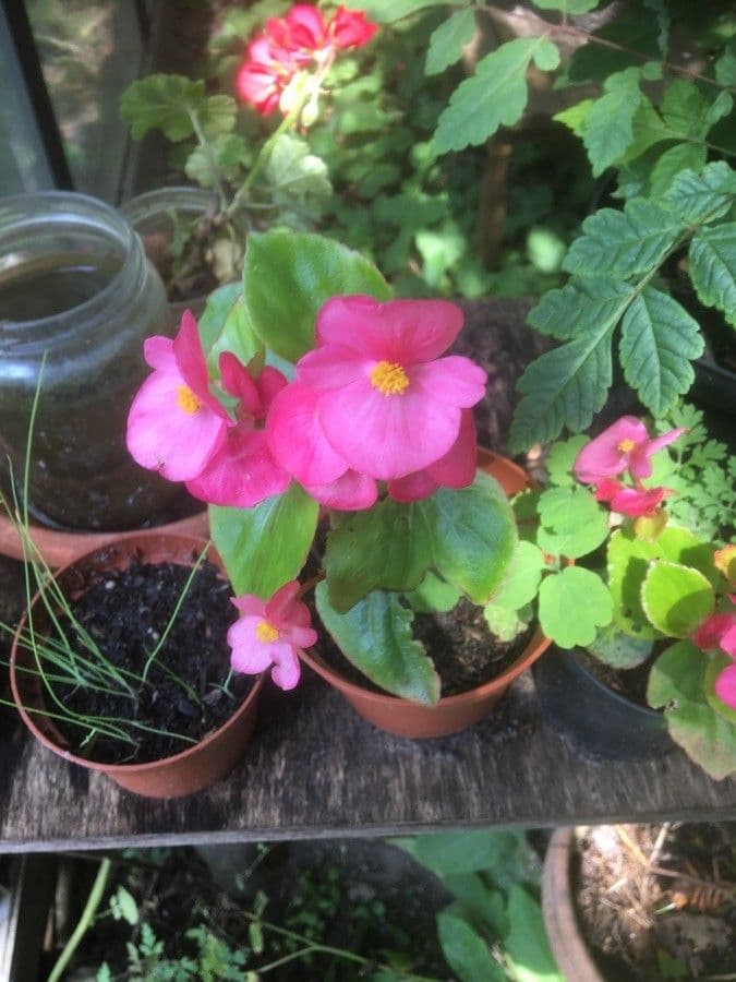 Begonia gracile 4