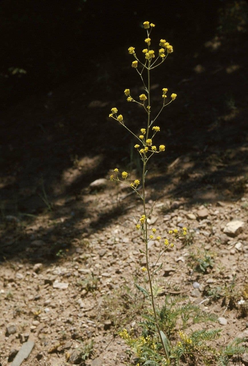 Eriogonum 5