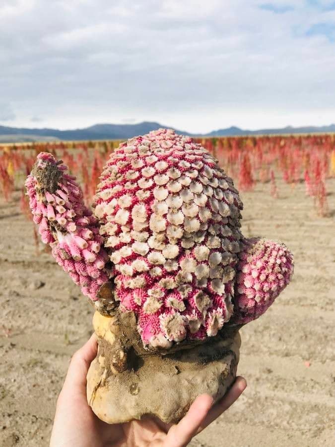 Ombrophytum 3