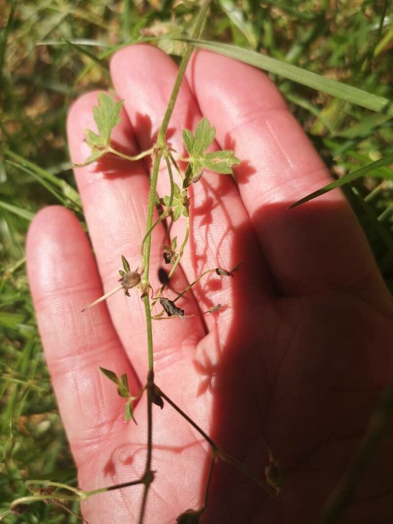 Géranium fluet 22