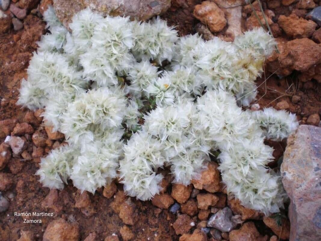 Paronychia capitata 12