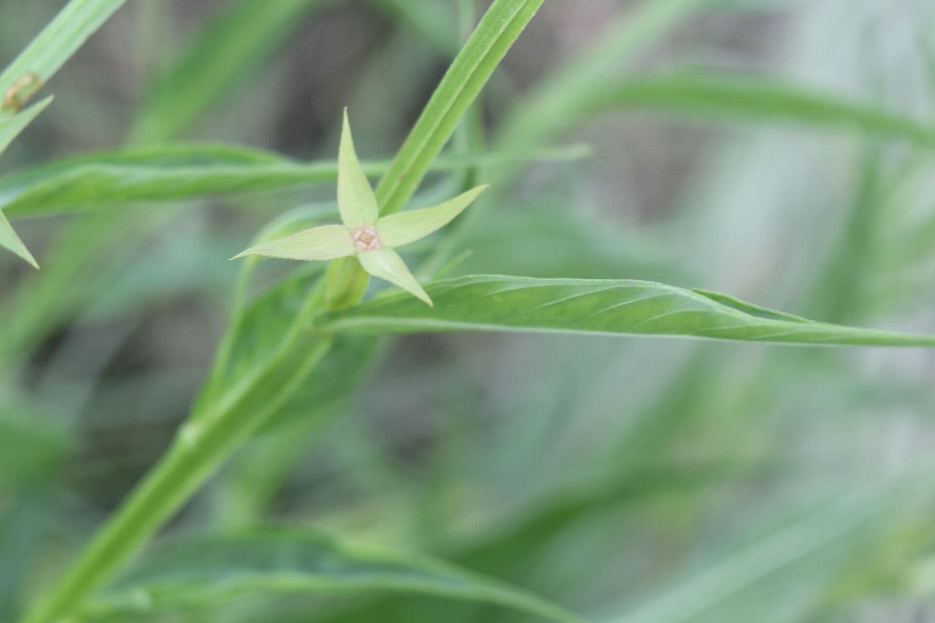 Ludwigia decurrente 11