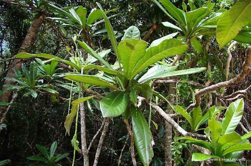 Barringtonia 9