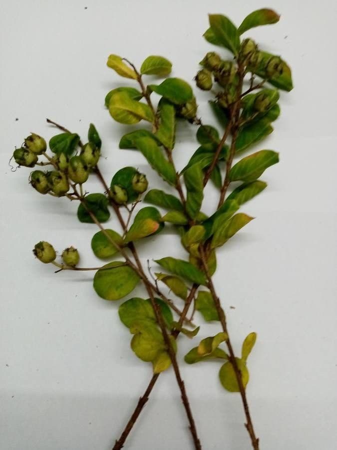Lagerstroemia 2