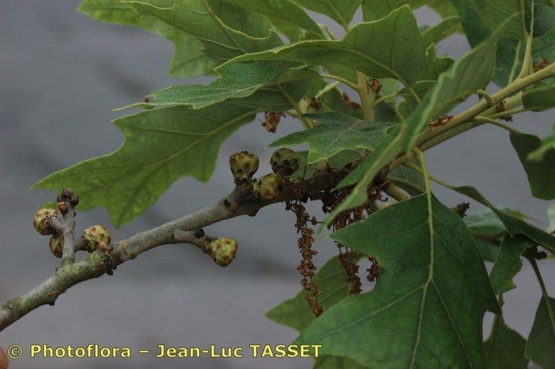 Quercia ilex 15