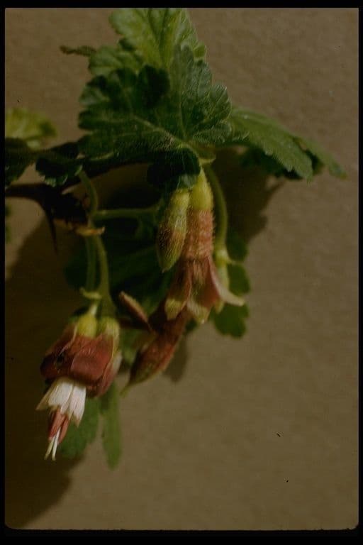 Ribes di Menzies 7