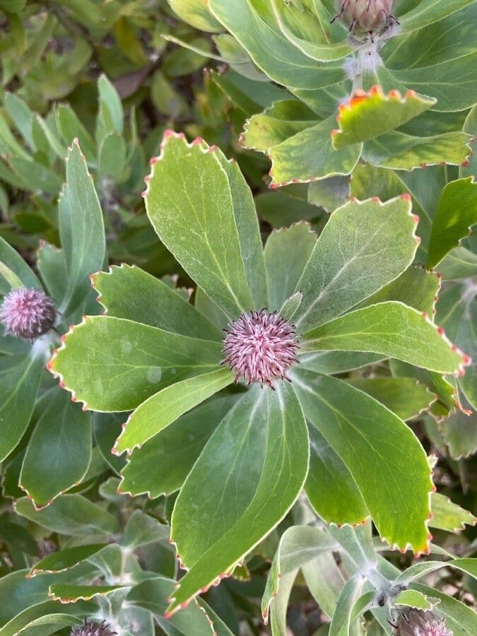 Leucospermum