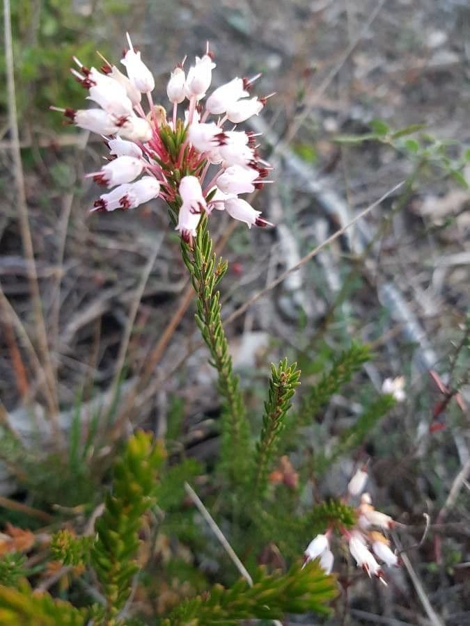 Erica multiflora 6