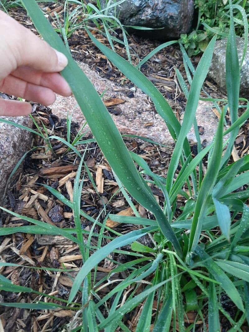 Yuca flaccida 15