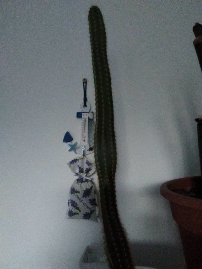 Sinningia leucotricha 12