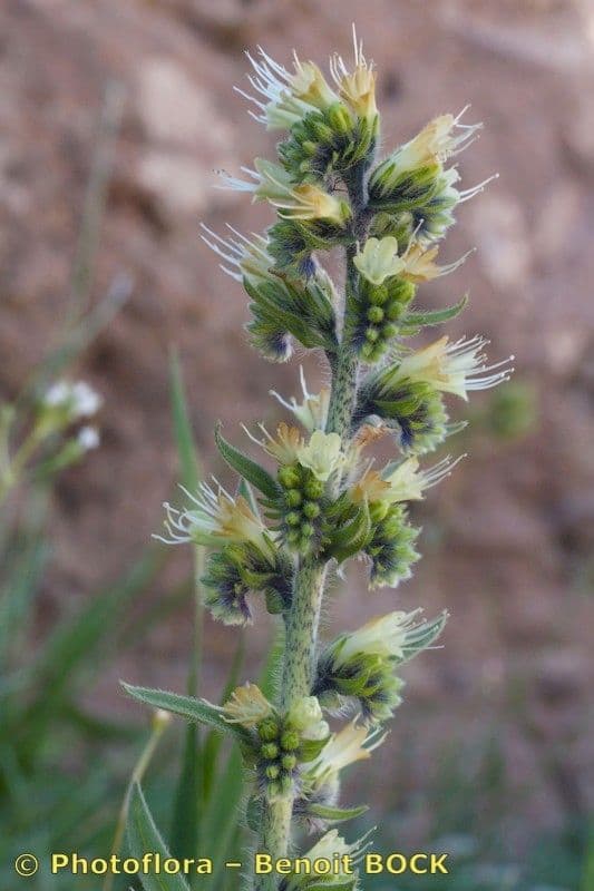 Buglossa gialla 4