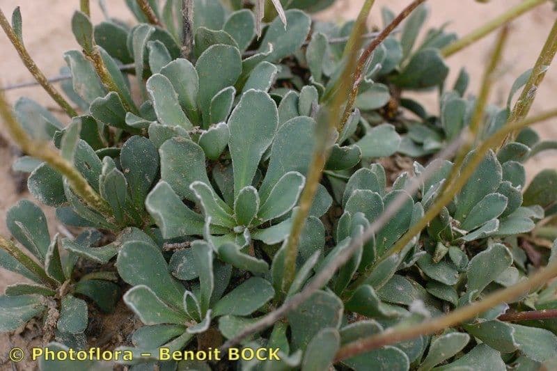 Senecione 8