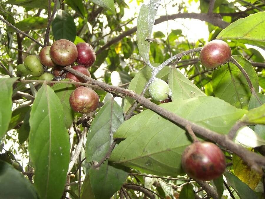 Rukam