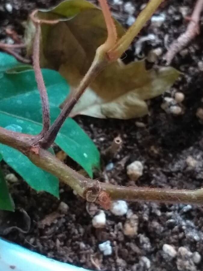 Cissus alato 21