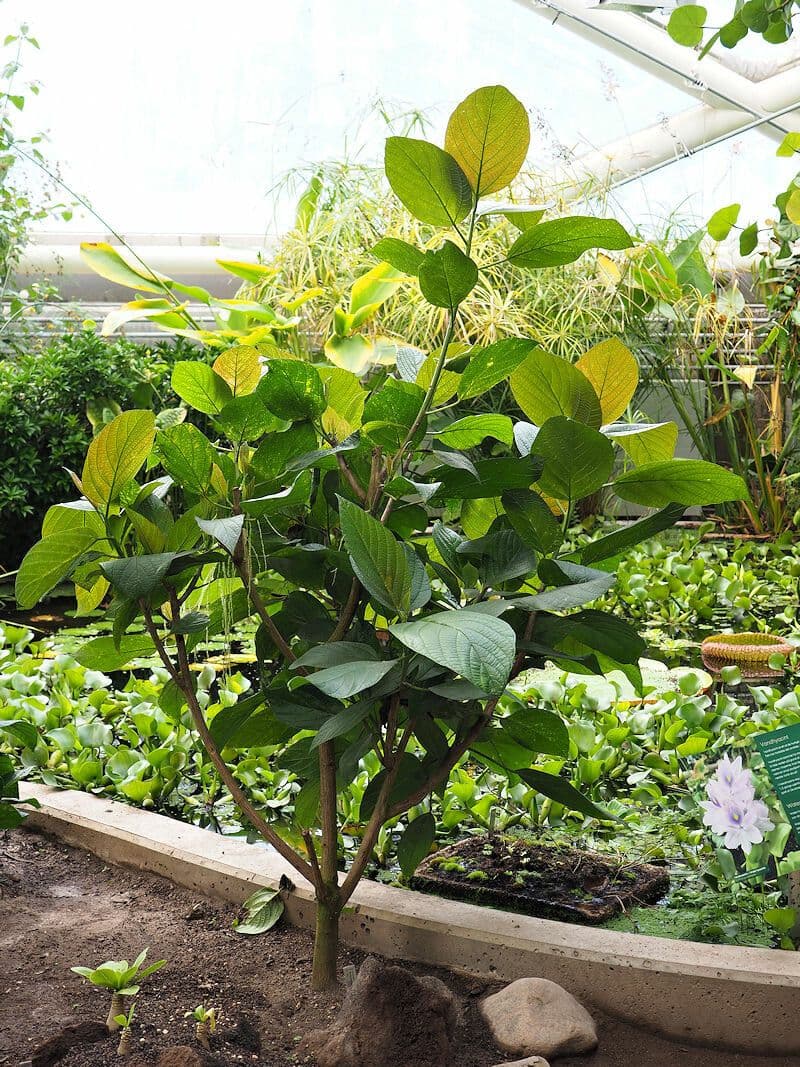 Myriocarpa 4