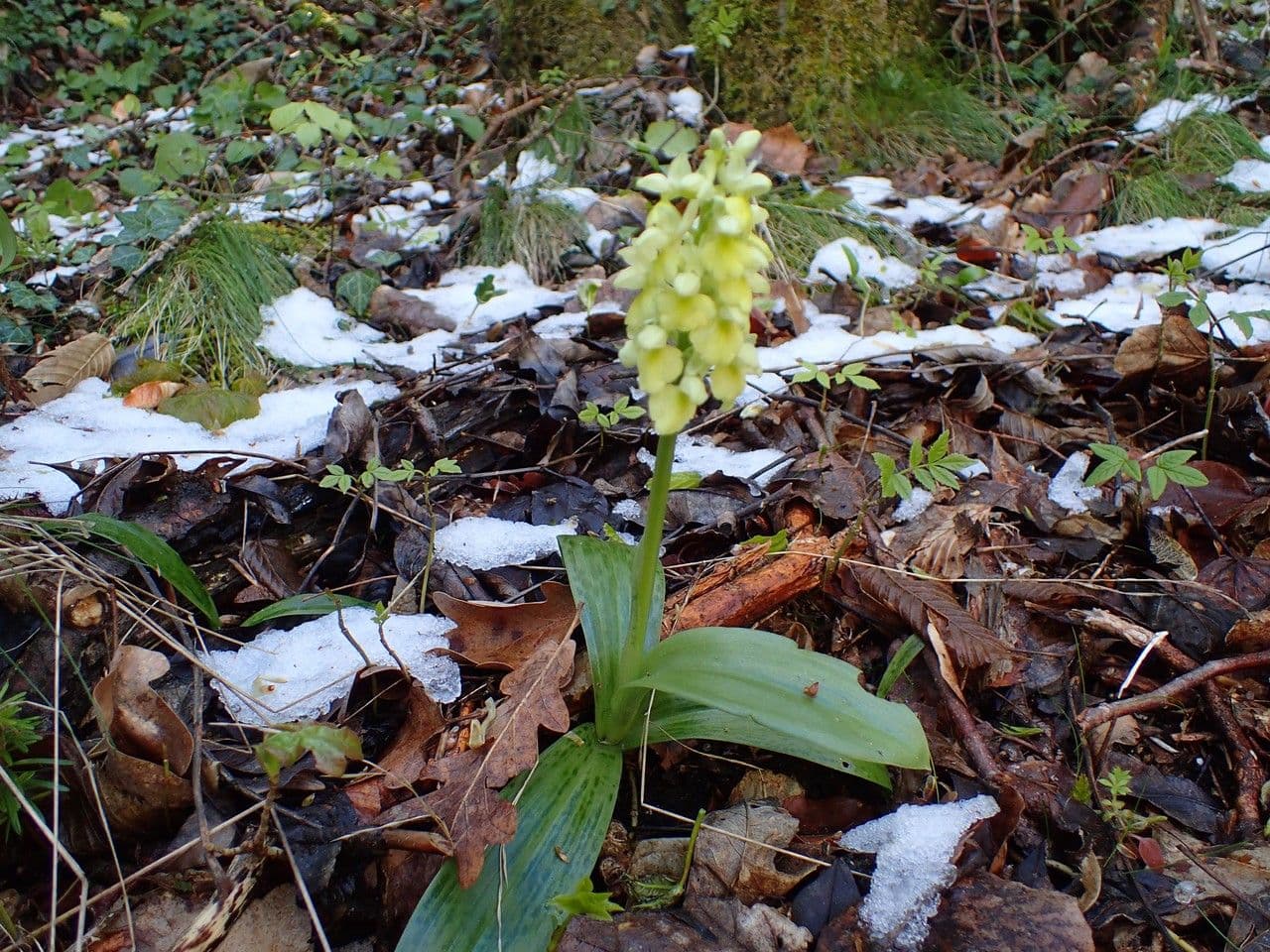 Orchide pallida 7