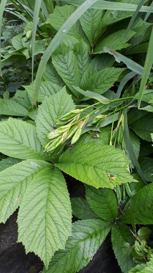 Rodgersia 3