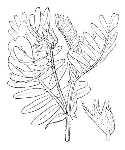 Veccia argentea 13