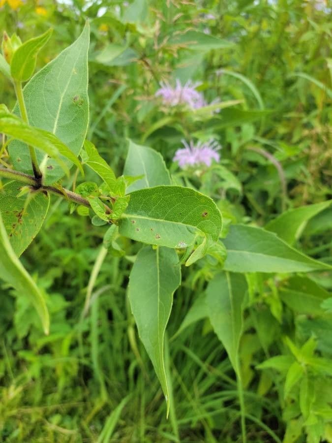 Raues Silphium 12