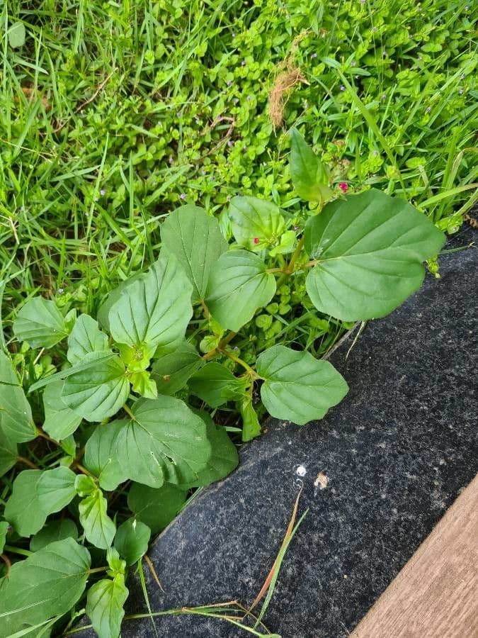 Boerhavia scarlatta 19