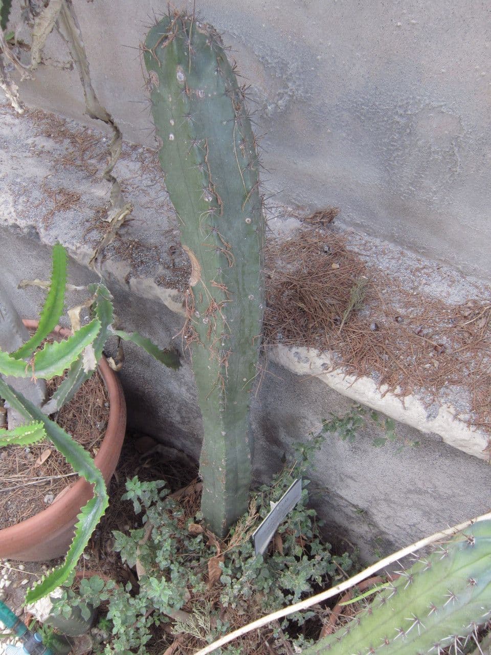 Stenocereus 4