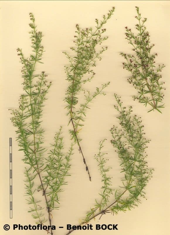 Asperula purpurea 18