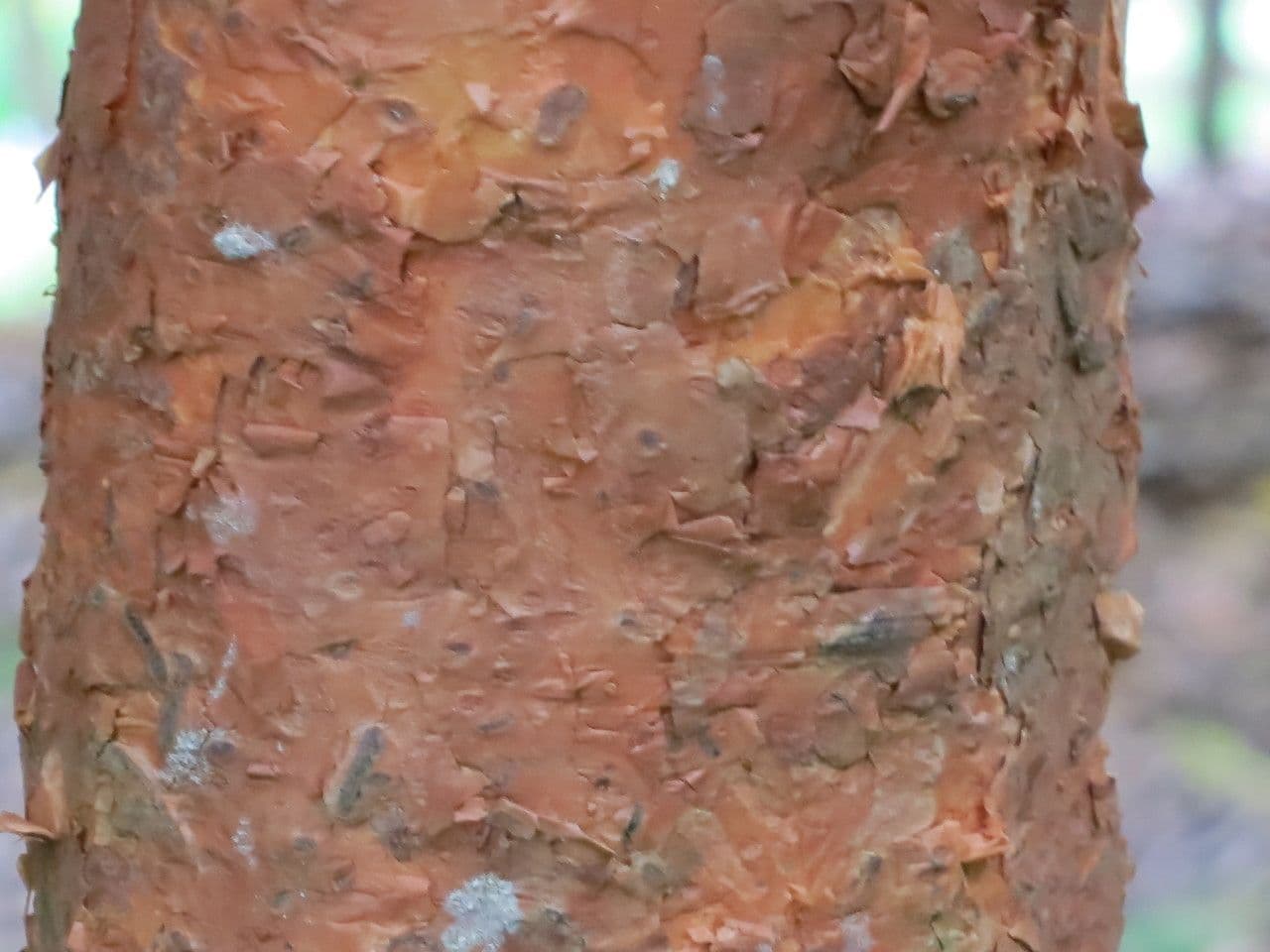 Syzygium