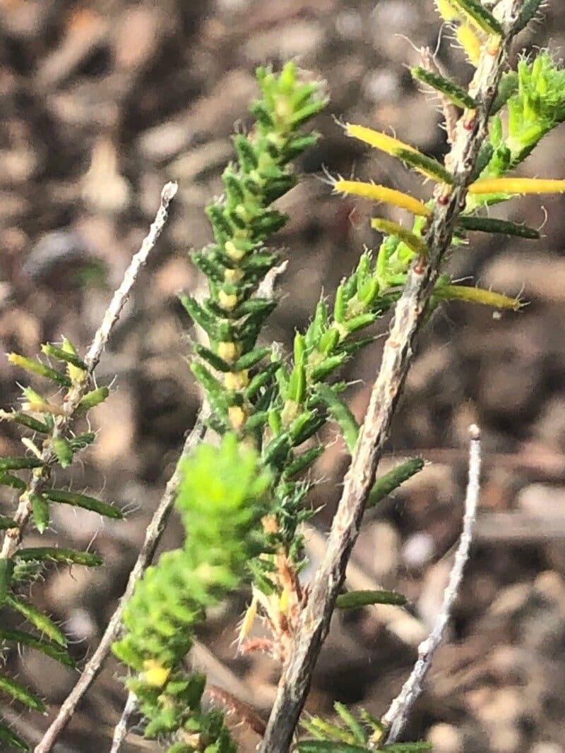 Wrzos cerintoides 7