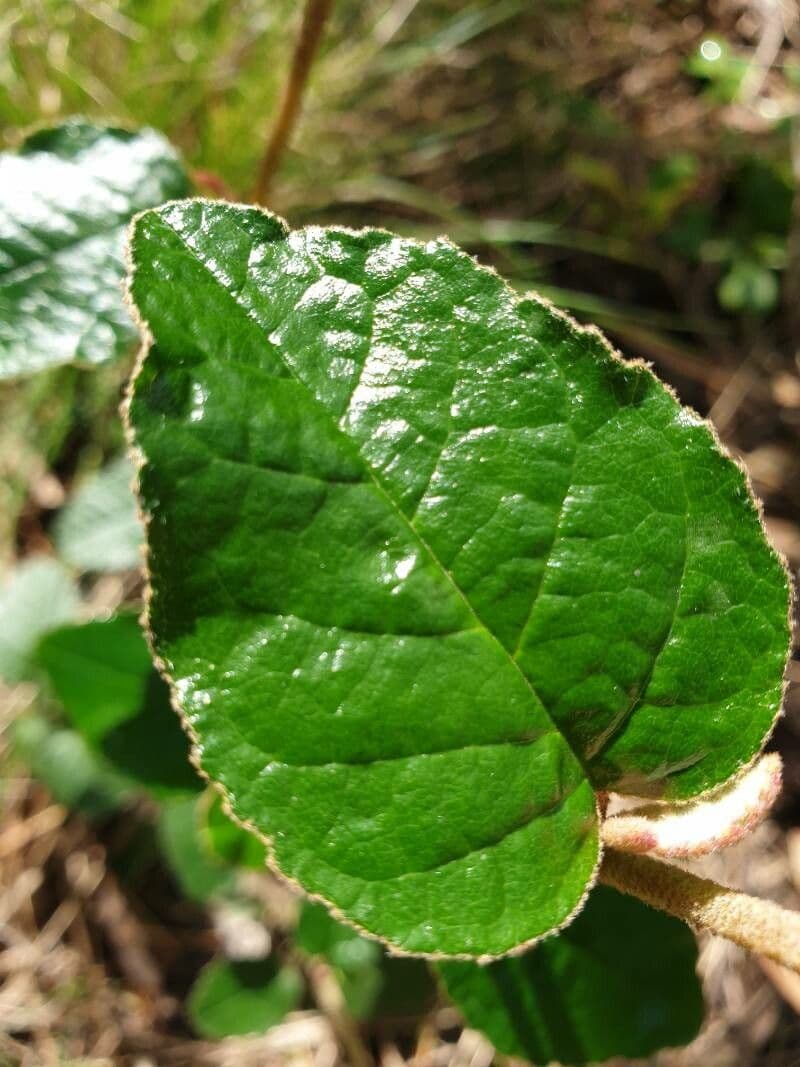 Pomaderris 2