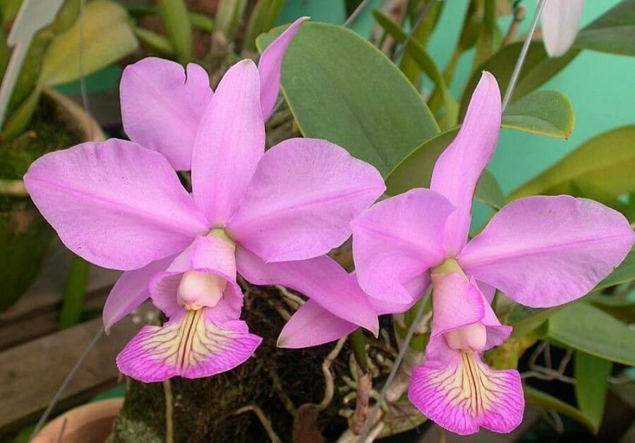Cattleya 5