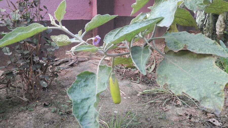Solanum 16