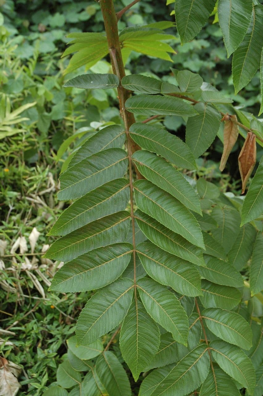 Essigbaum 2