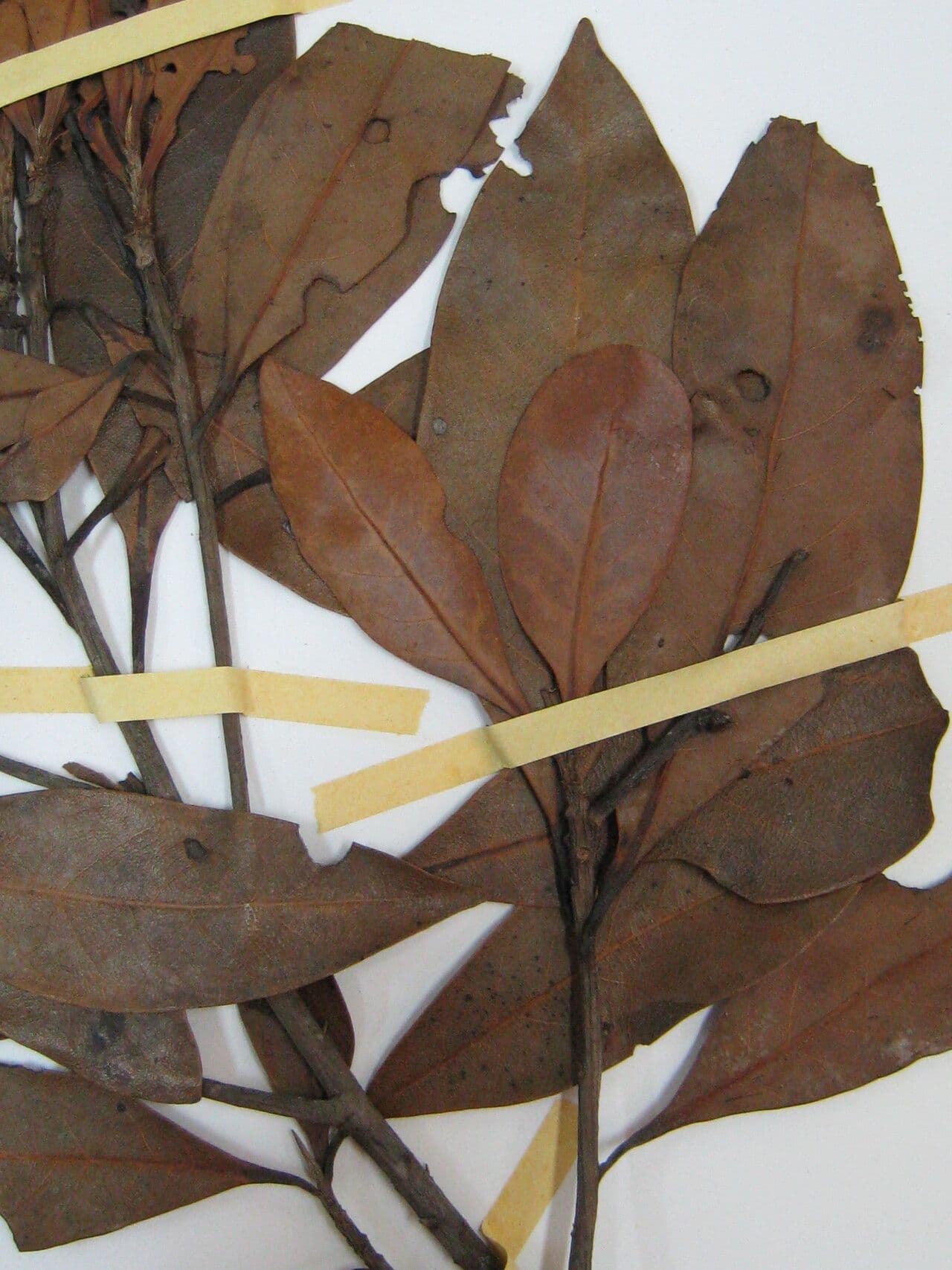 Ocotea 10