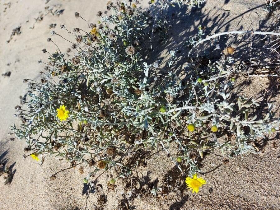 Pulicaria 7