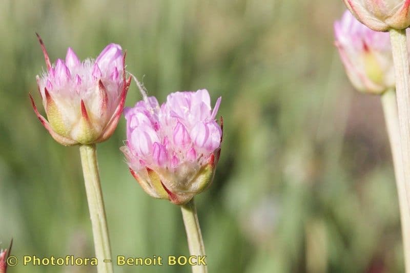 Armeria 3