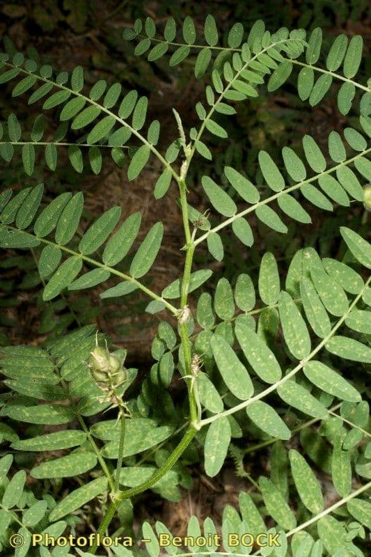 Astragalo ceci 21