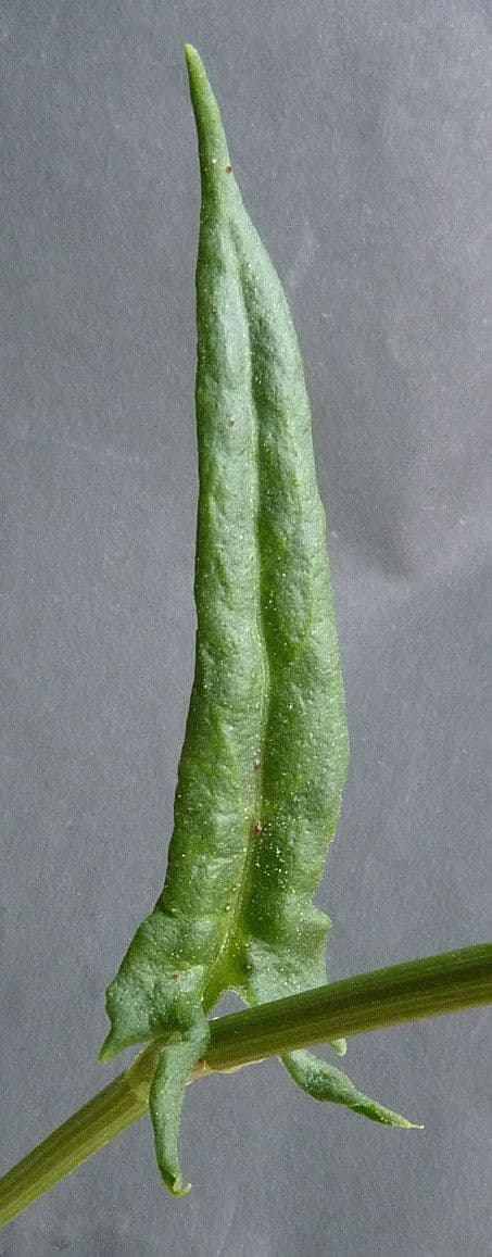 Rumex 26