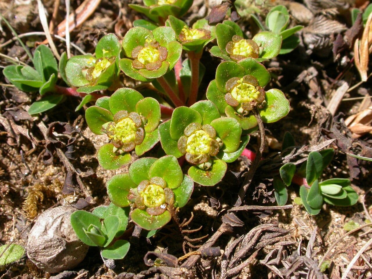 Euphorbia stracheyi 5